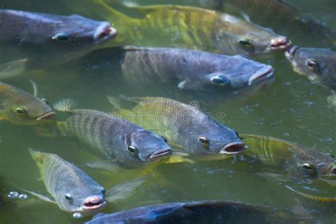 Tilapia Na Lagoa Está Esperando a Alimentação Foto de Stock Imagem de