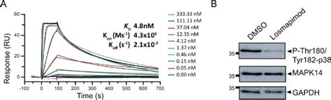 Losmapimod Interacts With Mapk14 And Reduces P38 Mapk Phosphorylation Download Scientific