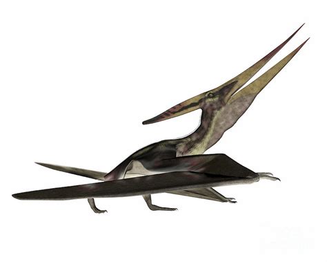 Pteranodon Flying Reptile Digital Art By Elena Duvernay