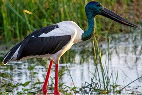 The Black Necked Stork Was Recorded For The Second Consecutive Year In