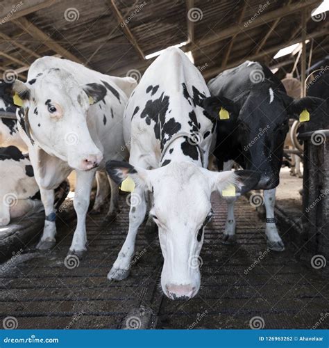 Vacas Blancos Y Negros Curiosas De Holstein Dentro Del Granero En