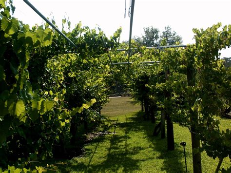 Grape Vines Grape Vines Botanical Gardens Vines