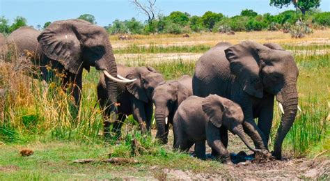 Sud Frica Elefante Aplasta Hasta La Muerte A Cazador Que Iba Atacar A