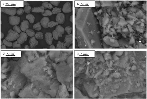 Environmental Scanning Electron Microscope Images Of The Sediment