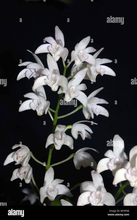 Australian Native Orchid Dendrobium Delicatum Stock Photo Alamy