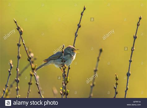 Willow Warbler Singing From A Branch Stock Photo Alamy