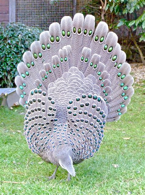 All Sizes Grey Peacock Pheasant Flickr Photo Sharing