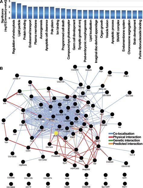 Functional Role And Interactome Analysis Of Genetic Modifiers In