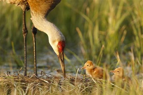 Sandhill Crane Grus Canadensis With Two Newly Hatched Chicks On A