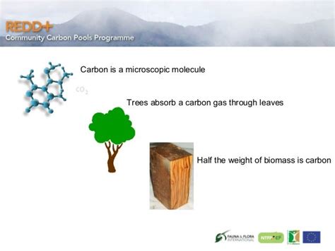 Measuring Forest Carbon Stock