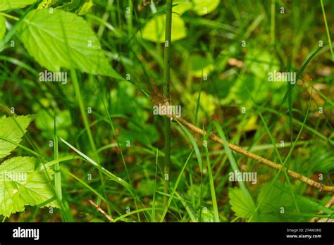 Itame brunneata Macaria brunneata Family Geometridae Genus Macaria Rannoch looper moth wild ...