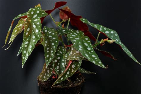 Polka Dot Begonia Begonia Maculata