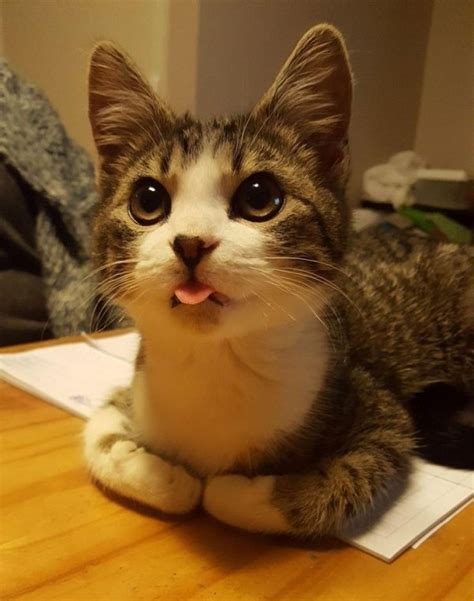 Hilarious Cats 29 Pics