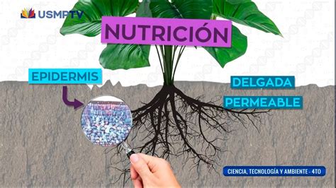 La nutrición vegetal curso completo didáctico USMPTV YouTube