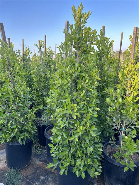 Indian Laurel Columns Ficus Nitida ‘columns Ficus Tree Shade Or