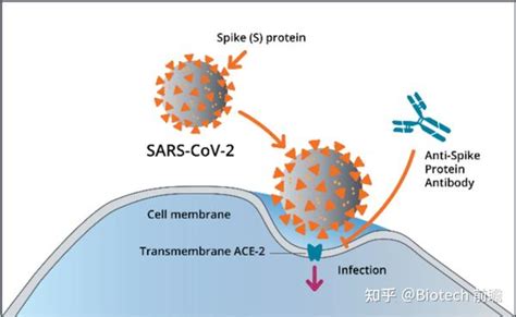 新冠病毒感染机制及人体免疫系统基础概念梳理 知乎