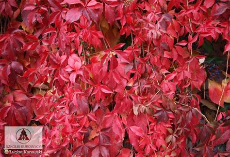 Parthenocissus Quinquefolia Var Engelmannii Winobluszcz