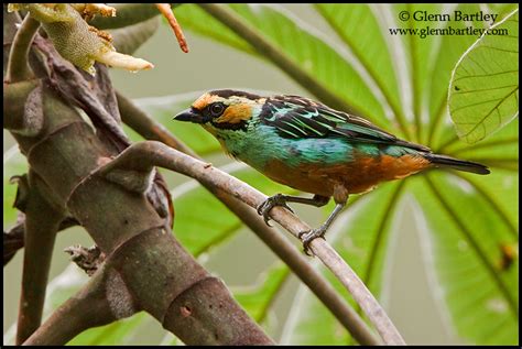 Nature Photography By Glenn Bartley Tanagers Gallery