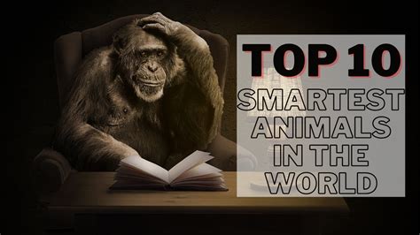 Here Are The Top 10 Smartest Animals In The World Youtube