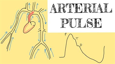 Arterial Pulse YouTube