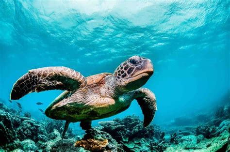 40 Sea Turtle Facts You Have To Know Now - Facts.net