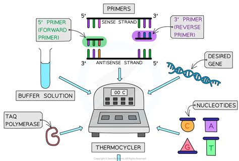 Cie A Level Biology复习笔记1918 Polymerase Chain Reaction 翰林国际教育