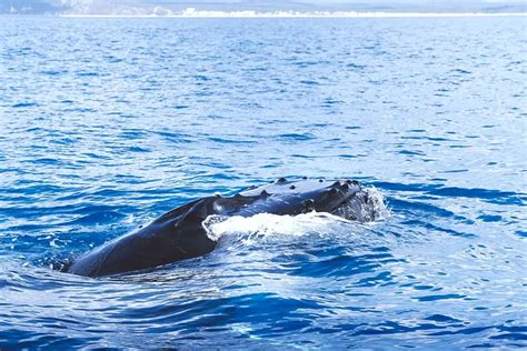 Best Whale Watching Tour In Hervey Bay Everything You Need To Know