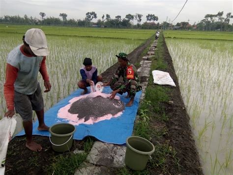 Tingkatkan Kualitas Tanaman Padi Babinsa Madiun Dampingi Petani Dalam