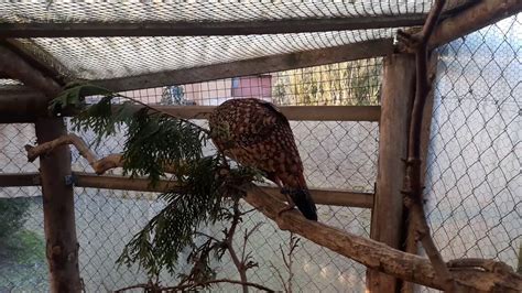 Cabot Tragopan Youtube