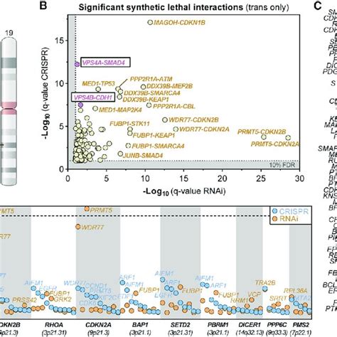 Pdf Synthetic Lethal Interaction Between The Escrt Paralog Enzymes