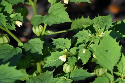 Cutleaf Groundcherry