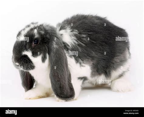 Grey and white lop-eared rabbit Stock Photo - Alamy