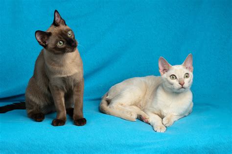 Understanding The Tonkinese Cat Traits Care And Comparison