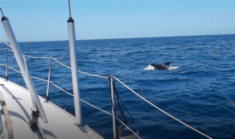 Whale Watching Tenerife - Book The Best Trip on Teneirfe