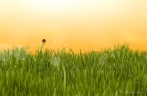 Grass Field Drawing at GetDrawings | Free download