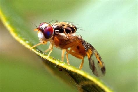 caracteristicas de la mosca de la fruta Conoce su alimentación y hábitat