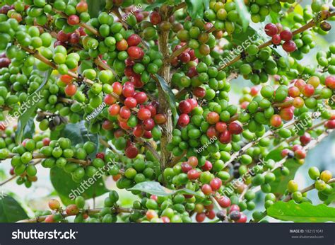 Coffee Crop Stock Photo 182151041 : Shutterstock