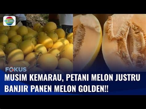 Musim Kemarau Bawa Berkah Petani Melon Berhasil Panen Melon Golden 11