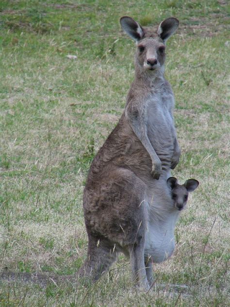 Los Marsupiales De Australia Tienen Ancestro En Sudamérica Taringa