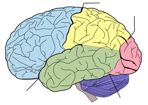 Blank Brain Diagram - ClipArt Best