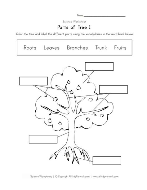 Parts Of A Tree Worksheet