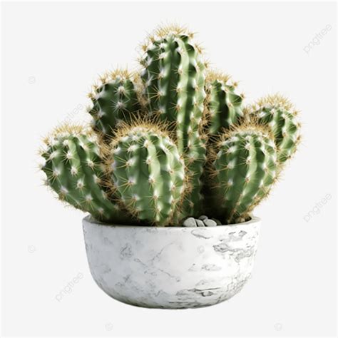 Potted Cactus White Vegetation Fine Needle Grass Desert Plant PNG