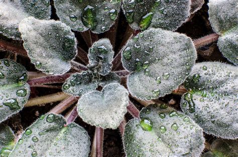 African Violet Water Needs – How And When To Water An African Violet