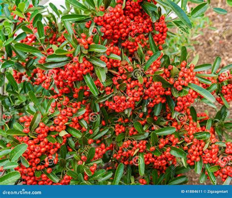 Bayas Rojas Del Pyracantha En El Arbusto Imagen De Archivo Imagen De