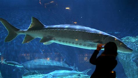 Chinese Paddlefish and Wild Yangtze Sturgeon Now Extinct: IUCN - Vision ...