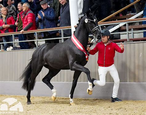 Dark Dynamic Named Champion Of The 2023 Westfalian Stallion Licensing