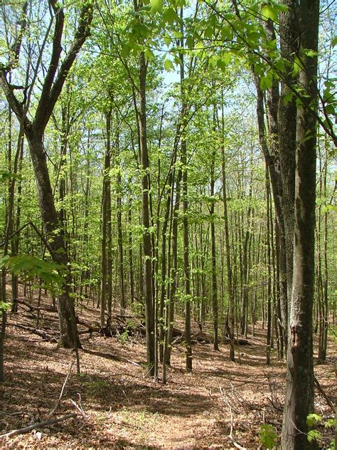 Forest Maple Beech Forest On Cumberland Mountain Chris M Morris