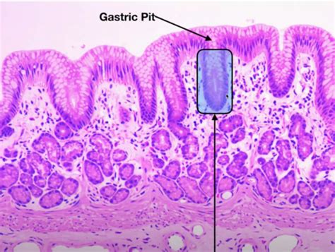 Upper Gi Microanatomy Flashcards Quizlet