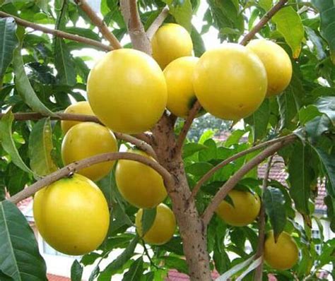 Dhelta Jual Bibit Buah Abiyu Sawo Australia