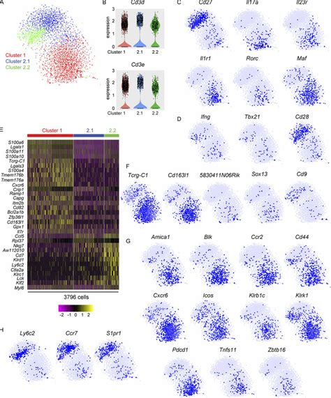 scRNAseq identifies two major clusters of lung γδ T cells A